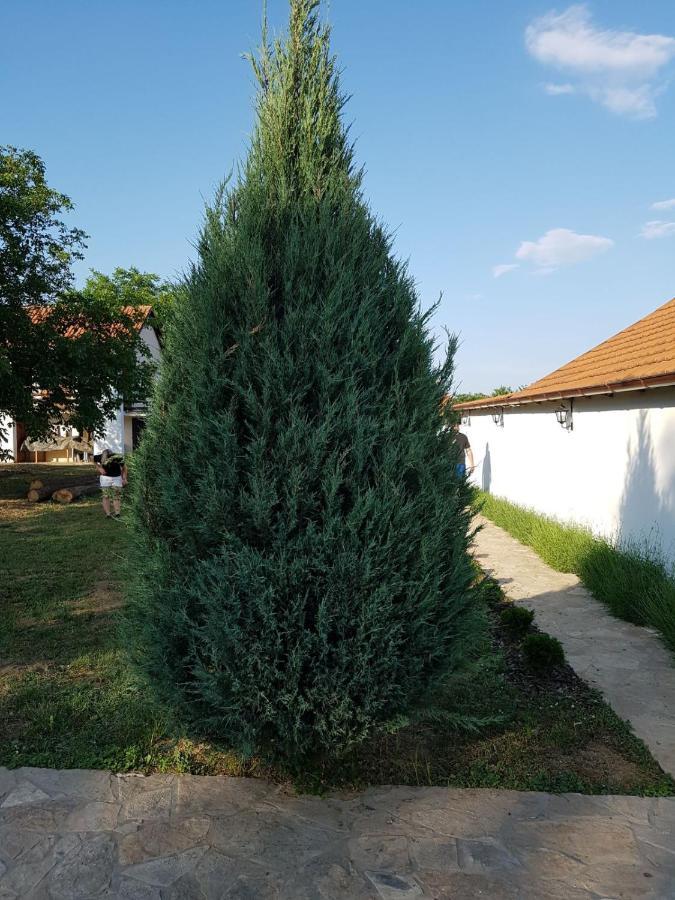 CortanovciVikendica Lesic别墅 外观 照片